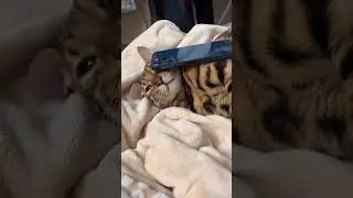 Рамазан Саломалекум 😂😂