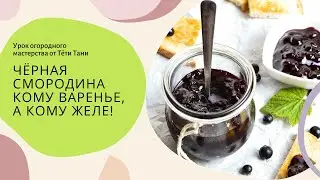 937. Черная смородина. Кому варенье, а кому желе!