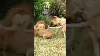 mi chan sarara ki karna 
