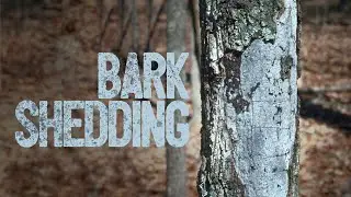 Shedding Bark on Oak Tree?