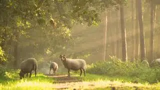 Sheep Morning Sunray Nature Landscape Sunrise