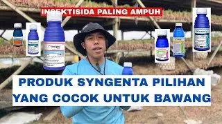 Obat bawang dari produk Syngenta 