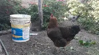 Gallinaceas