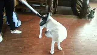 Пылесосим нашу собаку.