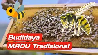 Madu asli hasil budidaya.!! Reaction video budidaya lebah madu