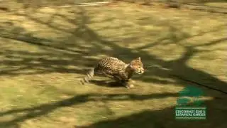 Running Outside-Cincinnati Zoo