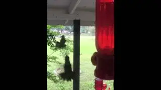Hummingbirds