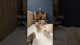 котейки