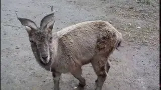 Винторогие козлы и Уссурийские медведи. Харьковский зоопарк