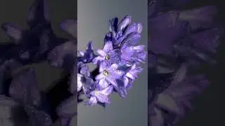💗Профессиональный крем для ухода за кожей тела на основе натуральных масел от Aravia