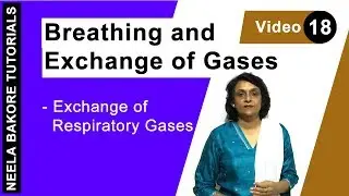 Breathing and Exchange of Gases | NEET | Exchange of Respiratory Gases | Neela Bakore Tutorials
