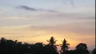 No Copyright Stock Footage - Birds Flying