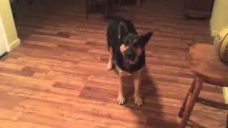Sam wanting to do his trick again.