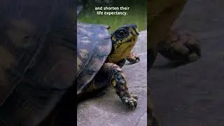 Learn why box turtles are #NotAPet