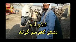 Tando adam | Mitho khoso goth | Donkey | Fine 1000 videos