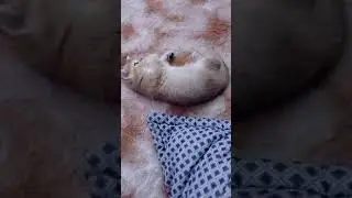 Маленькая кисуля смотрит фильм😊☺