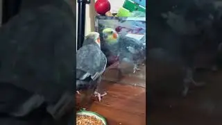 Cockatiel Looking Himself In A Mirror First Time 😂 