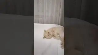 #кошки #смешныекоты #shortsvideo #шортс #юмор #озвучка #кот