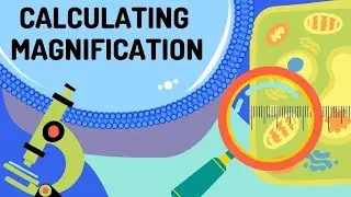 MAGNIFICATION- WHEN USING A MICROSCOPE....