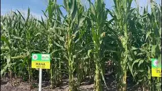 Турецька силосна кукурудза МАЧА