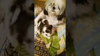 мини стандарт -шитцу
