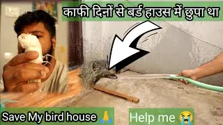 Mysteries Death in my Bird house | Who is killing the bird? #youtubeshorts #mystery