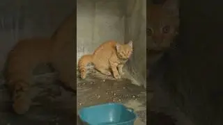 The last cat removed from a fattening farm in Viet Nam.