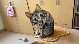 These CATS are too FUNNY! 🤣 Funny Cat Videos