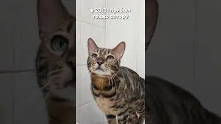 жиза? #бенгал #бенгальскаякошка #кот