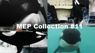 MEP Collection #11