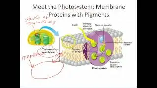 8.2 Part 1: The Photosystem