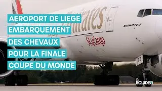 Les chevaux voyagent très bien en avion !