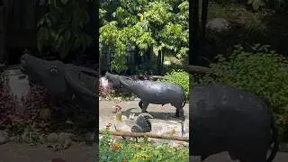 Feeding the animals at G Farm #filamcouple #philippines #foreignlife