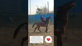 Жас жауынгер. Көкпар ат. Ламбаданың баласы. #реки #asmr #көкпар #тұлпар #ат#сәигүлік#кокпар2020