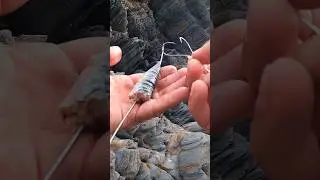 MONTAJE SARDINA 🔴