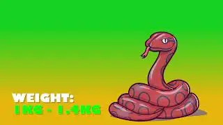 Friends of Rio - Amazon Rainforest Learning Series - 2023 - Rainbow Boa
