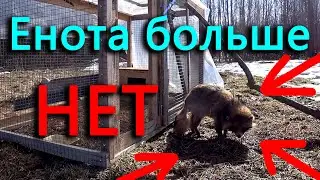 Свободу Еноту! Вода поднялась очень высоко! Он не хочет уходить!