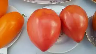 Презентация новых сортов томатов 2021 часть 5