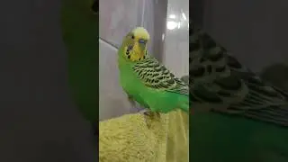 🌞🚿Parrot escapes the heat  in the bathroom
