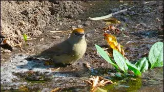 Sylvia atricapilla    female  by taking its bath