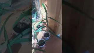 Фикус Али - ты великолепен!