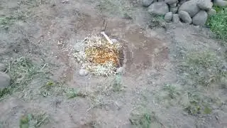 Дом у озера. Выкопали камни - посадили саженцы.