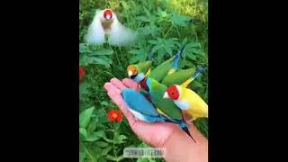 Beauty- Zo hnahthlak
