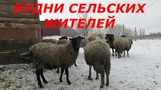 ЖИЗНЬ В ДЕРЕВНЕ//Как выживают животные и птицы в сильный мороз//