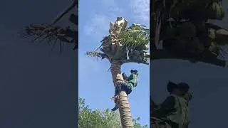 penebangan pohon kelapa profesional