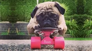Cute is Not Enough - Funny Cats and Dogs Compilation #273