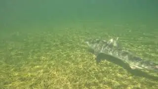 Tiger Shark in Our Channel