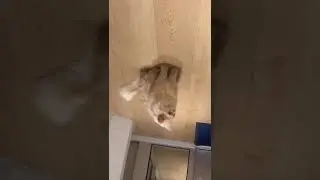 visiting a cat cafe in hawaii