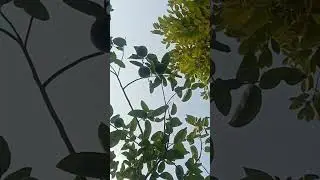 My own Fruit at my Home