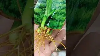 Cara menanam lidah mertua stek daun